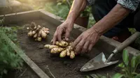Cara Menanam Jahe untuk Pemula agar Panen Melimpah