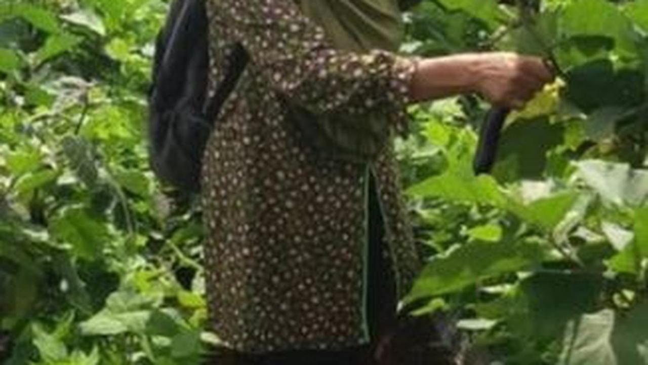 Ibu Yoyoh tampak begitu bahagia saat sedang panen sayuran. Ia memang kini bergelut di dunia pertanian usai pensiun dari stasiun TV swasta.
