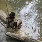 Berburu binatang dan mencari ikan menjadi mata pencaharian Orang Rimba Jambi. (Bangun Santoso/Liputan6.com)