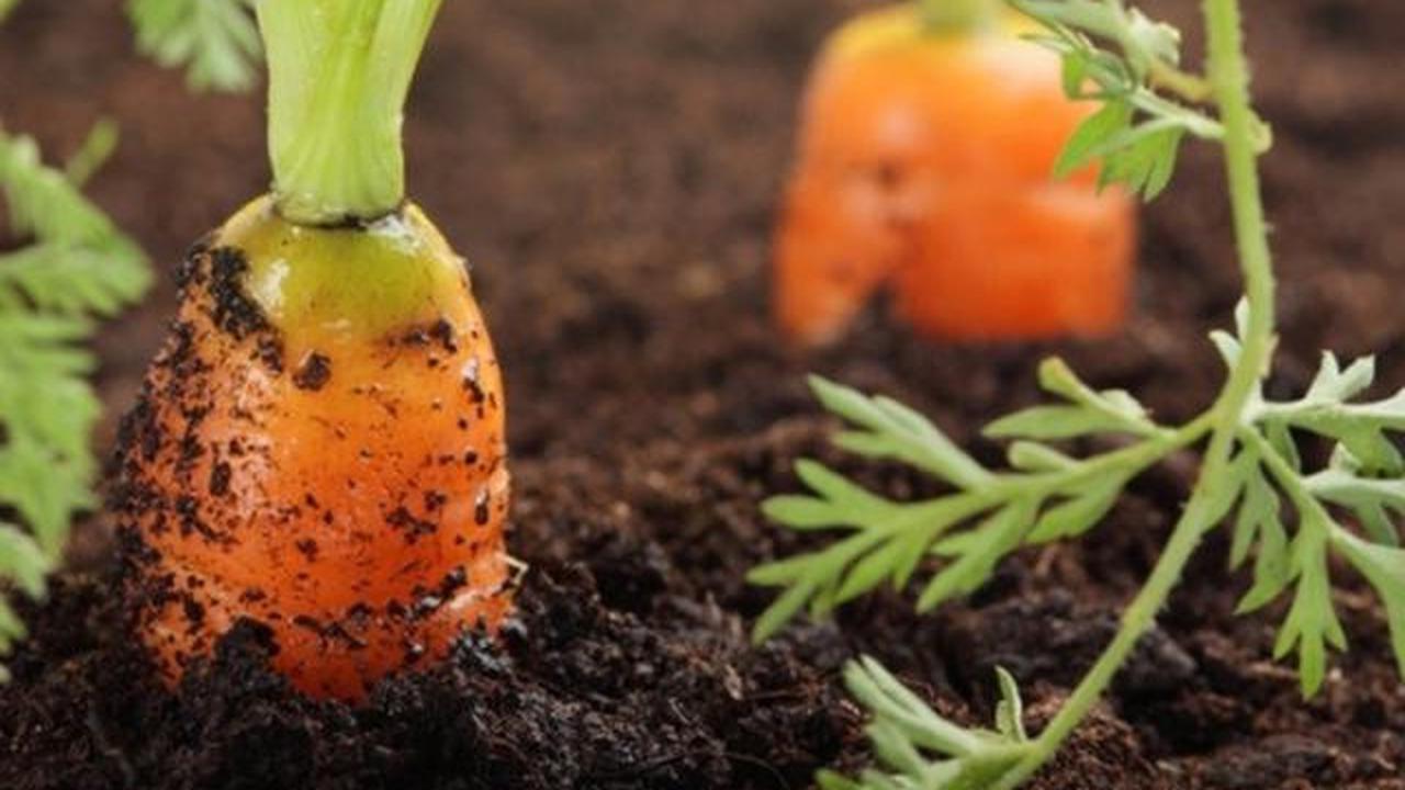 8 Tanaman Sayur yang Rentan Mati Saat Musim Hujan, Wajib Diperhatikan