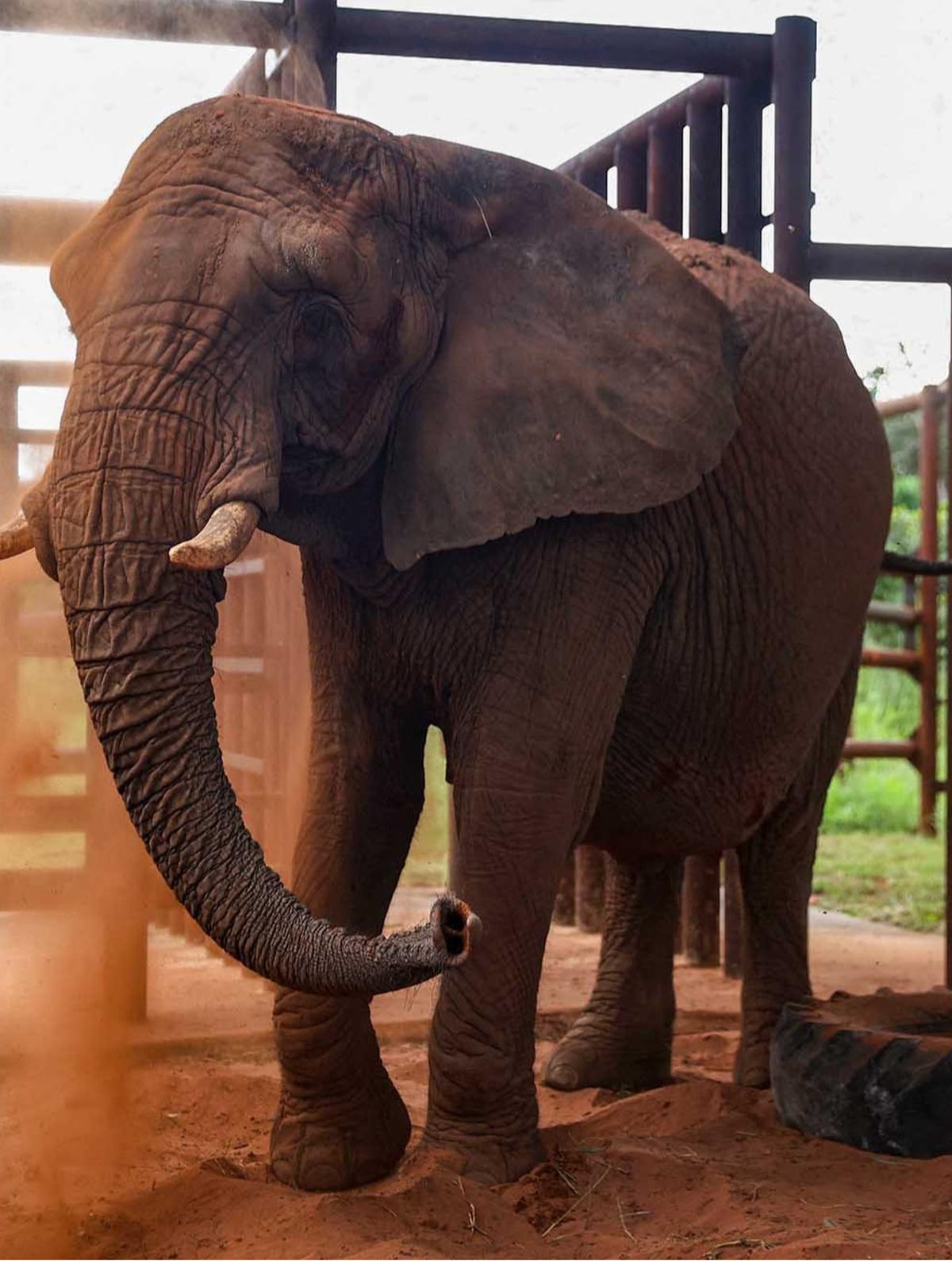 FOTO:  Kisah Pupy Menempuh Jarak 2700 Km untuk Kehidupan Baru di Suaka Gajah Brasil