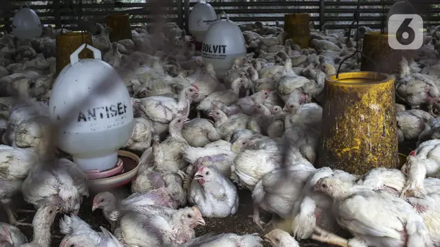 FOTO: Jelang Nataru, Harga Daging Ayam Tetap Stabil