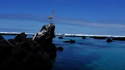 Seekor burung bangau biru berukuran besar bertengger di atas batu di pulau Isabela, Taman Nasional Galapagos di Ekuador, 11 Oktober 2016. Selain memiliki pemandangan indah, Galapagos juga banyak dihuni binatang unik dan langka. (Reuters/Nacho Doce)