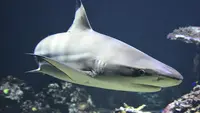 Ilustrasi Hiu Blacktip (dok. Pixabay.com/Wildfaces)