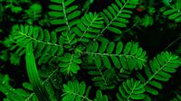 Daun Meniran (Sumber: Pexels)