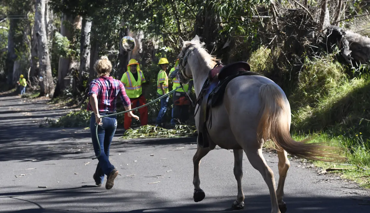 Musim kemarau bercampur dengan hembusan angin kencang membuat kondisi kebakaran berbahaya. (Matthew Thayer/The Maui News via AP)
