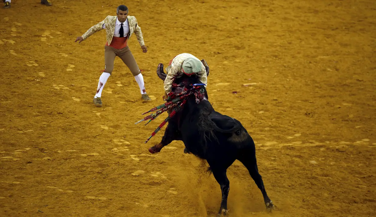 Seorang tim Alcochete Forcados terlihat di seruduk banteng di arena adu banteng Campo Pequeno di Lisbon, Portugal (1/10/2015). Forcados masih menggunakan cara tradisional Portugal menangkap banteng tanpa bantuan alat. (REUTERS/Rafael Marchante)