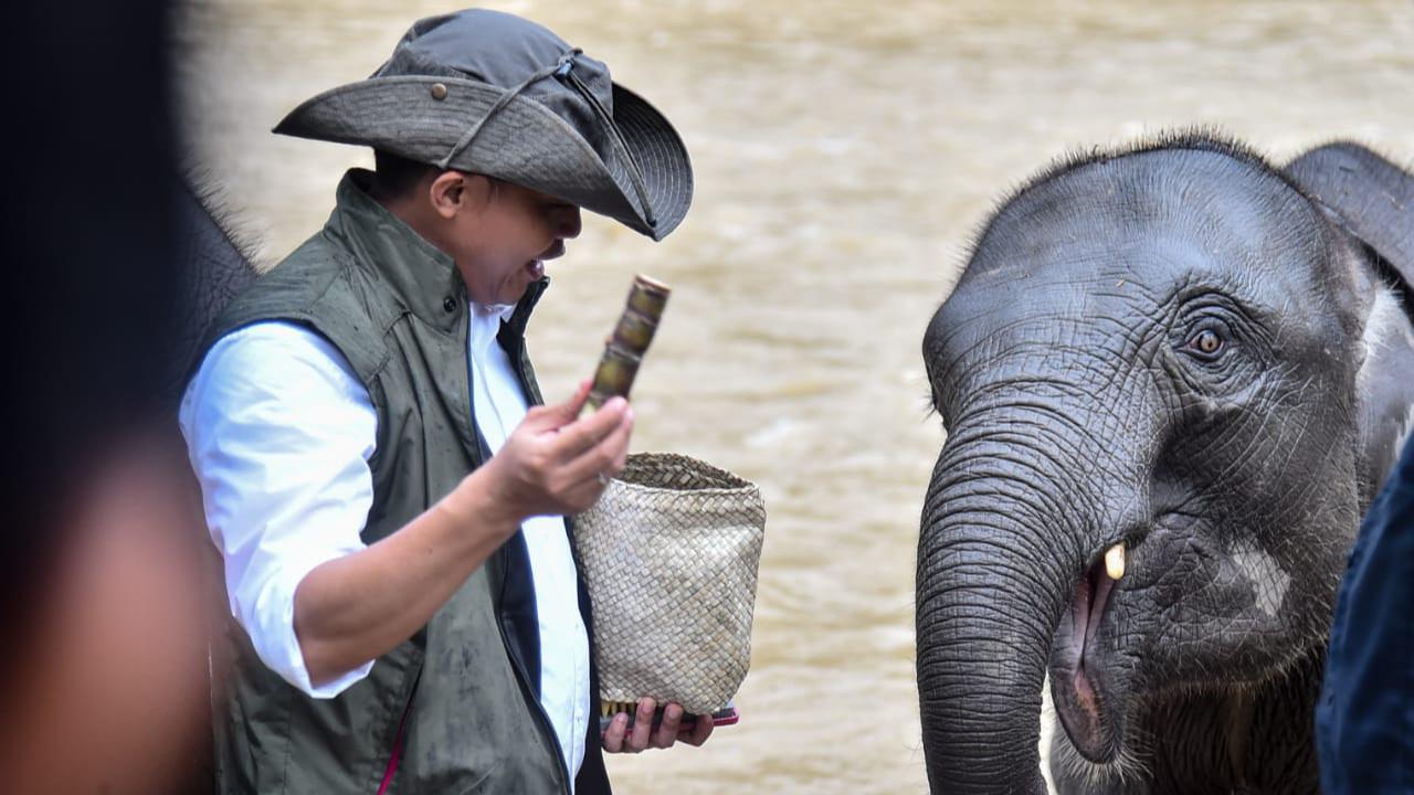 raja juli di tangkahan