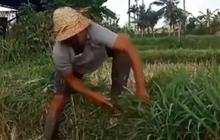 Petani Asal Bali Bahagia dan Bangga Anaknya Berhasil jadi Bintara Polri, Ungkap Fakta Tentang Proses Penerimaan Sang Putra