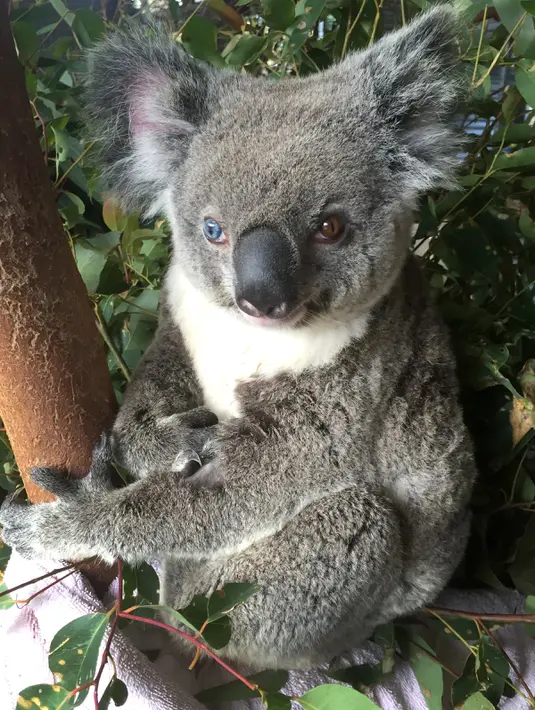 Seekor koala dengan dua warna berbeda pada bola matanya yang sangat langka di Kebun Binatang Australia di Brisbane Utara, Selasa (12/7). Satwa marsupial yang diberi nama Bowie ini memiliki kondisi yang disebut heterochromia.  (STR/AUSTRALIA ZOO/AFP)