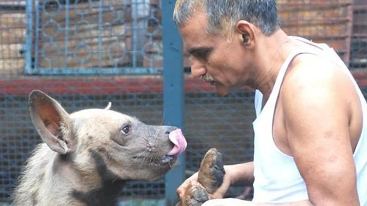 Copyright odditycentral.com/Dr. Prakash Amte/Facebook
