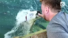 Detik-detik tangan seorang turis masuk mulut ikan tarpon raksasa.
