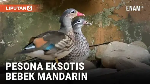 VIDEO: Pesona Bebek Mandarin yang Digemari Para Pecinta Unggas
