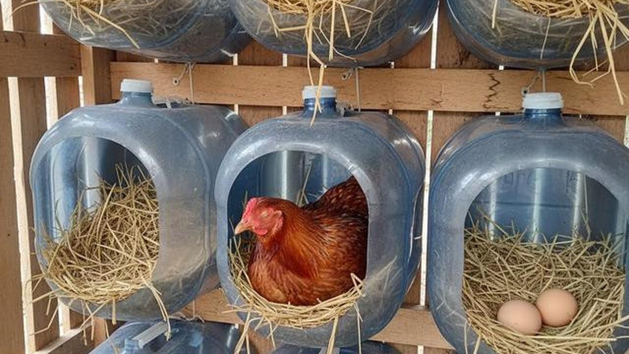 10 Desain Kandang Ayam dari Galon Bekas Sederhana, Ide Kreatif Ternak
