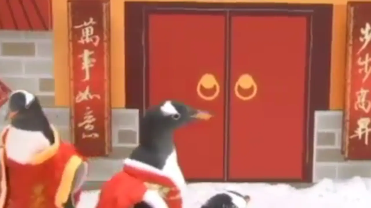 Penguin rayakan Imlek atau Tahun Baru China. (YouTube)