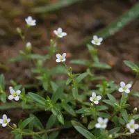 Ilustrasi Rumput Mutiara/Gemini AI