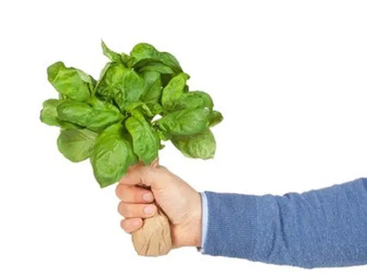 Cara Menyimpan Daun Kemangi Agar Tetap Segar Tanpa Kulkas