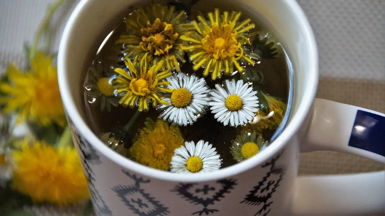 Teh Dandelion