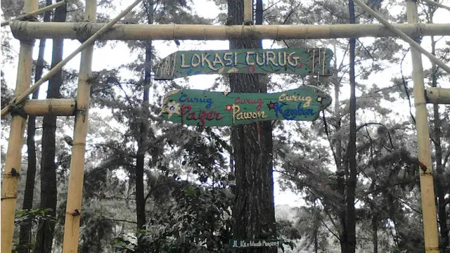 Pegunungan Pinus di Batang
