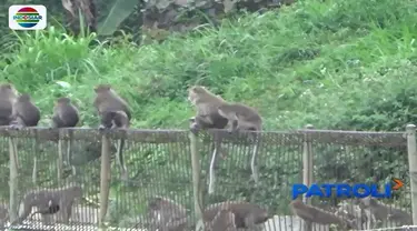 Monyet ekor panjang dari Hutan Lindung Taman Nasional Gunung Ciremai  masuki pemukiman warga Dusun Endang Jumaga, Jawa Barat, diduga mencari makanan.