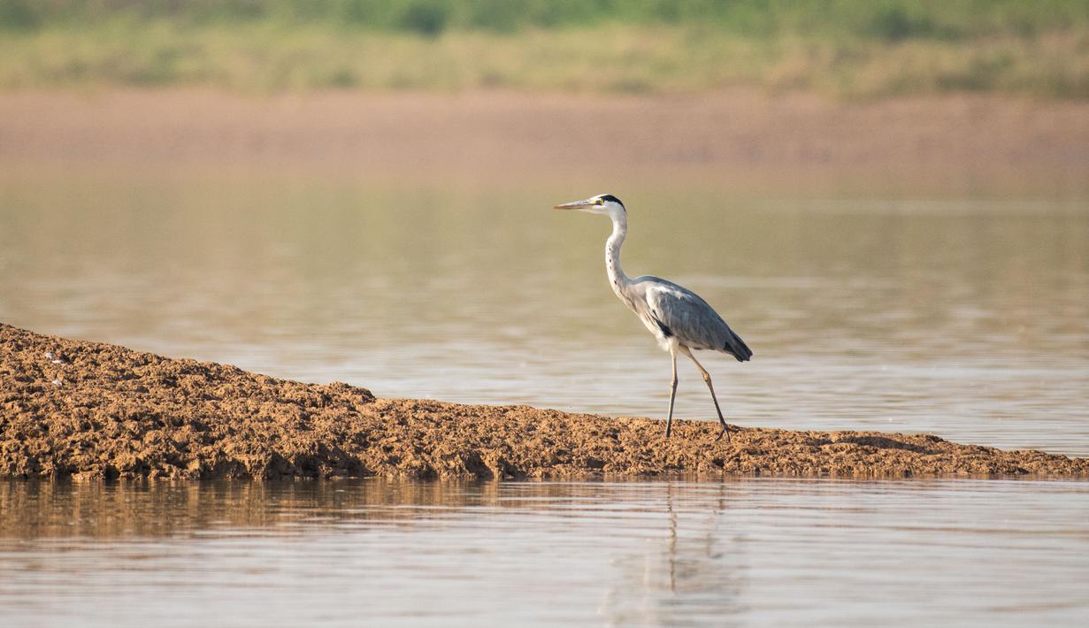 Foto 20 Ribu Burung Migran Tiba Di Danau Dongting Barat Page 1 Global Liputan6 Com