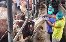 FOTO: Pemeriksaan Hewan Kurban Diperketat Jelang Iduladha 1447 H