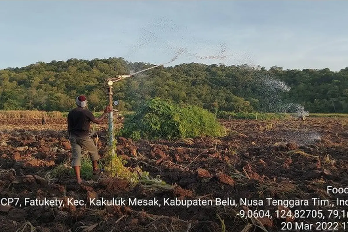 Dinas Pertanian Belu Bantah Food Estate Gagal, Faktanya Adalah Lahan Belum Ditanami