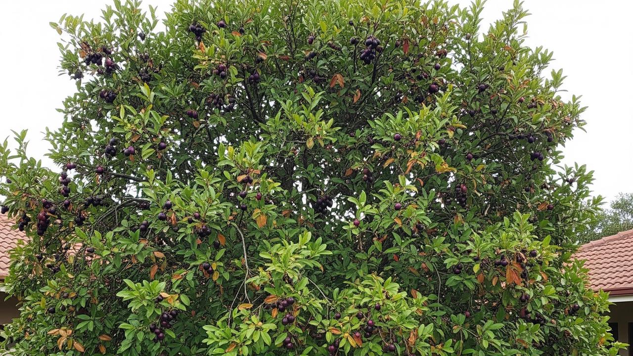 Jamblang/Duwet (Syzygium cumini) (Gemini AI)