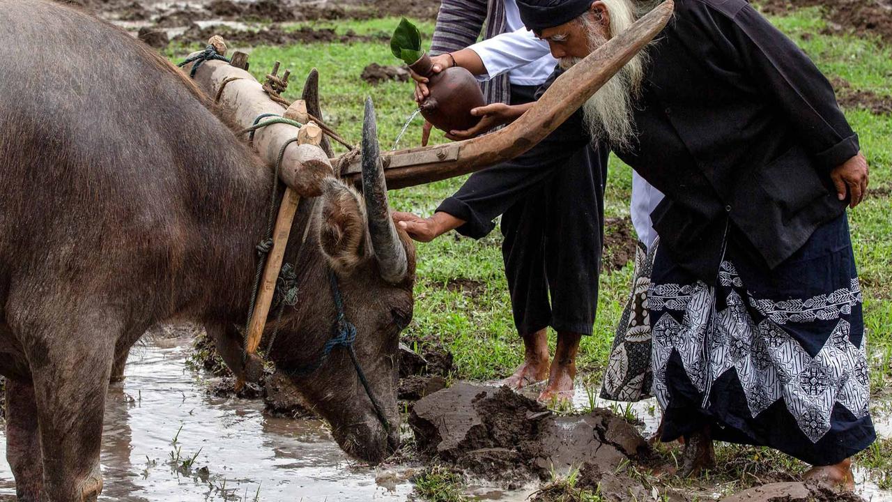 FOTO: Doa Petani Sleman dalam Ritual Adat Megawe