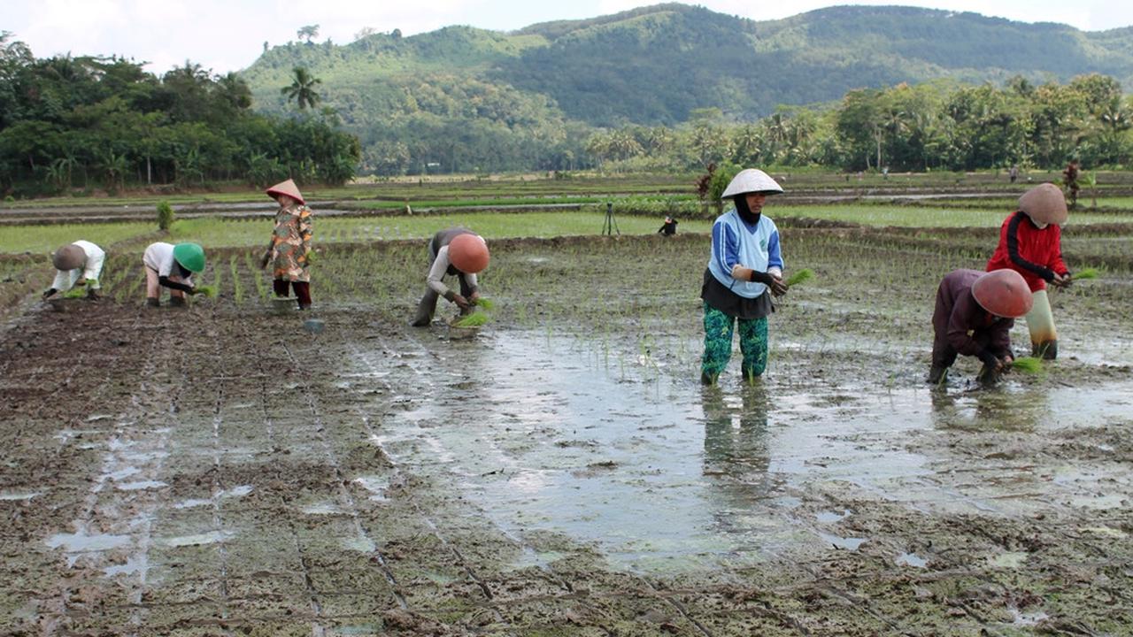 Ilustrasi - Petani SRI Organik di Cipari Kabupaten Cilacap menanam dengan umur bibit 12 hari. (Liputan6.com/Muhamad Ridlo)