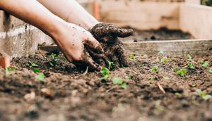 Tanaman butuh perawatan rutin, sehingga anak belajar konsisten menyiram, memberi pupuk, dan menjaga kebersihan. (Foto: Sandie Clarke/Unsplash)