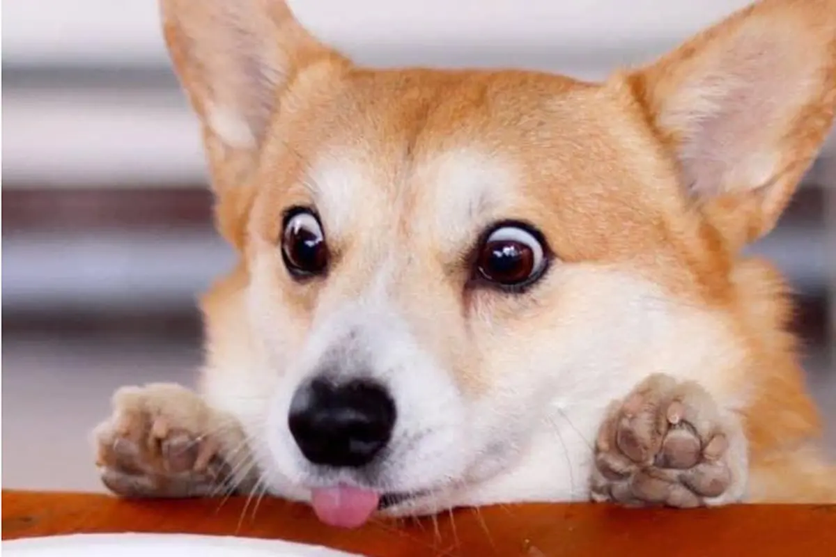Perkenalkan Gen, Anjing Corgi Lucu Paling Ekspresif dari Jepang
