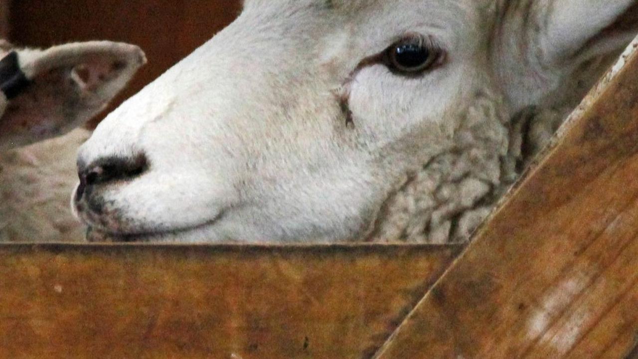 <b>Perbedaan Kambing dan Domba</b>