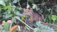 Macan Tutul Tersangkut Jerat Babi di Gunung Mas Bogor, Begini Kronologinya