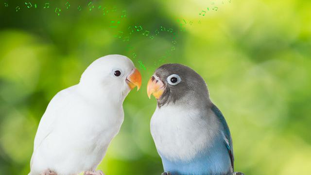 Lovebird (Sumber: Istockphoto)