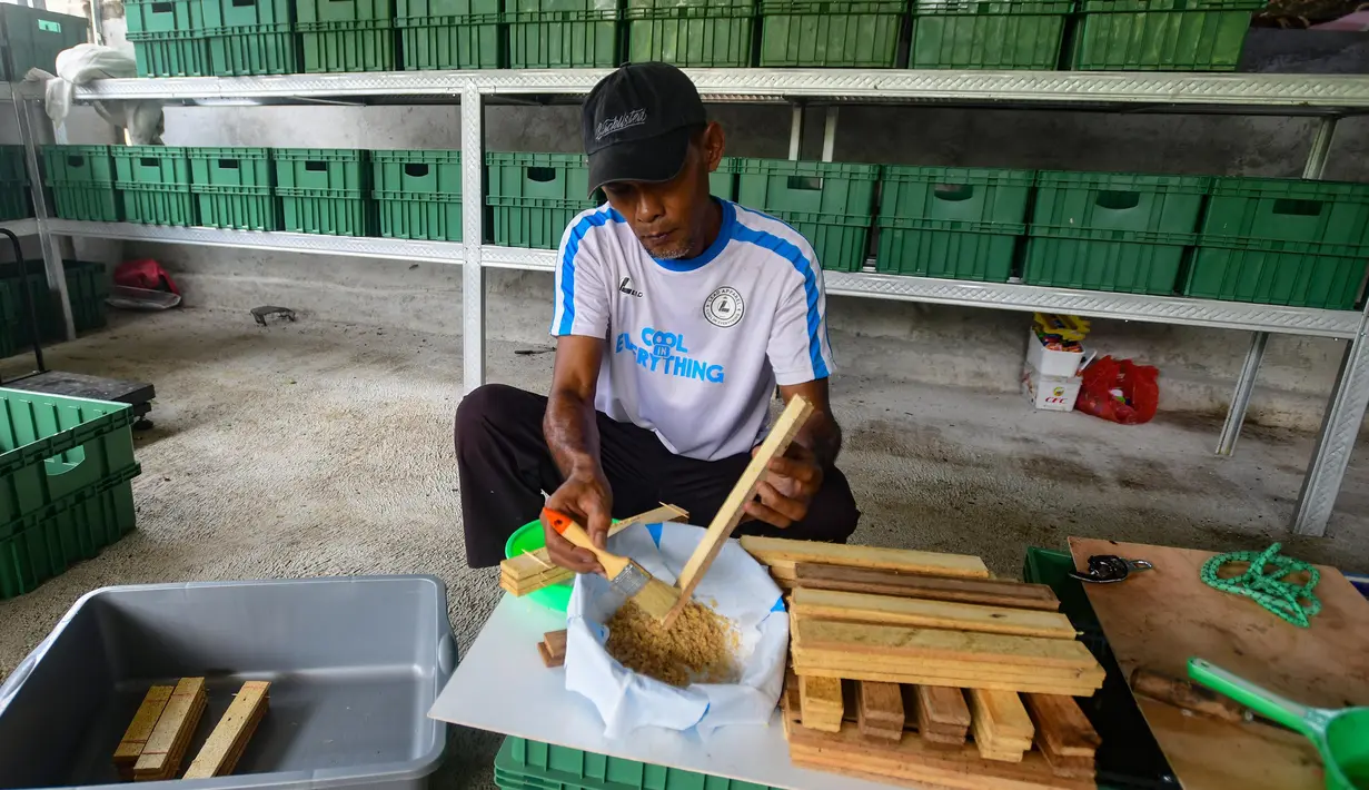 Diketahui, budidaya maggot tidak hanya membantu mengurangi sampah organik, tetapi juga memberikan potensi ekonomi yang menjanjikan bagi peternak dan masyarakat. (Merdeka.com/Arie Basuki)