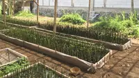 Hari Mangrove Sedunia, Rumah Pembibitan Berbasis IoT Hadir di Cilacap