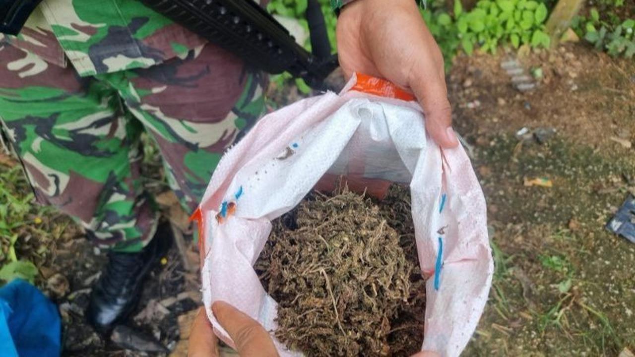 Ganja sebagai Pereda Nyeri