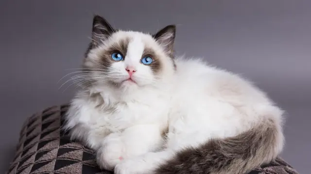 Ilustrasi ragdoll | uk.mypetandi.com
