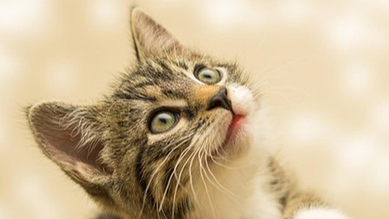 Apakah Bulu Kucing Bisa Menyebabkan Asma, Simak Penjelasan Ilmiahnya
