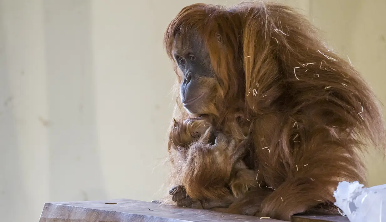 Bayi orangutan berada di pelukan induknya Putri, di kandang mereka di Kebun Binatang Amneville di Amneville, Prancis timur pada 28 Januari 2022. Sang induk, Putri, melahirkan enam tahun lalu setelah bayi terakhirnya, Tupai, lahir. (JEAN-CHRISTOPHE VERHAEGEN / AFP)