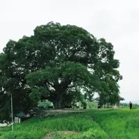 Keindahan pohon hackberry di drama Extraordinary Attorney Woo kebanjiran pengunjung (dok. CHA)