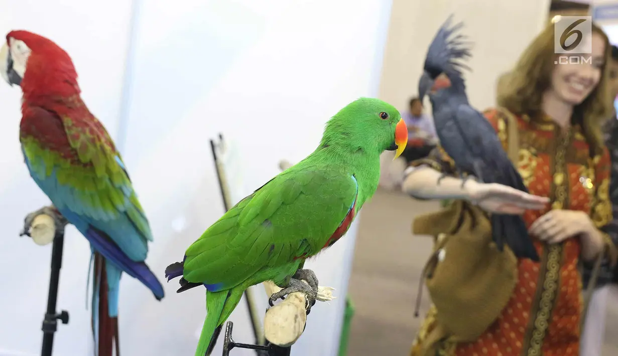 Sejumlah burung ditampilkan di Indonesia Science Expo 2017, Jakarta, Senin (23/10). Pameran sains ini menampilkan hasil penelitian dari beberapa kementerian, lembaga negara, perguruan tinggi, LIPI, dan industri. (Liputan6.com/Immanuel Antonius)