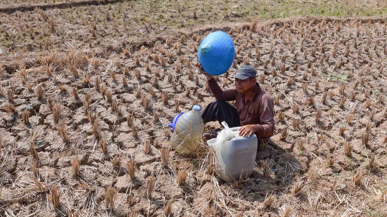 Warga Bertahan dari Kubangan Bekas Sawah di Tengah Kekeringan