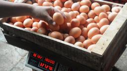 Pekerja menimbang telur ayam di salah satu peternakan kawasan Pengasinan, Bogor, Selasa (28/12/2021). Menurut peternak setempat, dua hari terakhir harga telur ayam ras di tingkat peternak mulai mengalami penurunan dari Rp30 ribu menjadi Rp28 per kilogram. (merdeka.com/Arie Basuki)
