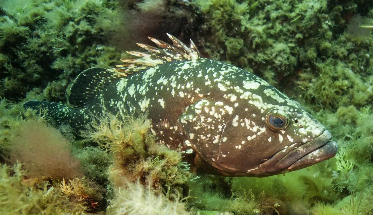 Ikan Kerapu di taman alam Port-Cros telah mengalami penurunan yang drastis, Prancis, Senin (1/5). WWF telah memasukkan nama Ikan Kerapu sebagai ikan yang patut dihindari untuk dijadikan konsumsi. (AFP Photo/ Boris HORVAT)