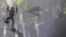 Seekor katak beracun (Oophaga Lehmanni) terlihat di laboratorium Cali Zoo Foundation sebelum dilepaskan, Cali, Kolombia, 1 Juni 2022. Di suatu tempat di Pasifik Kolombia, 29 spesimen pertama dilepaskan dengan mana repopulasinya diperkirakan akan dimulai. (Paola MAFLA/AFP)