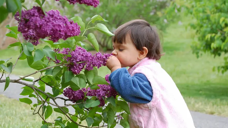 Deteksi Autisme Pada Balita Lewat Kemampuan Penciumannya