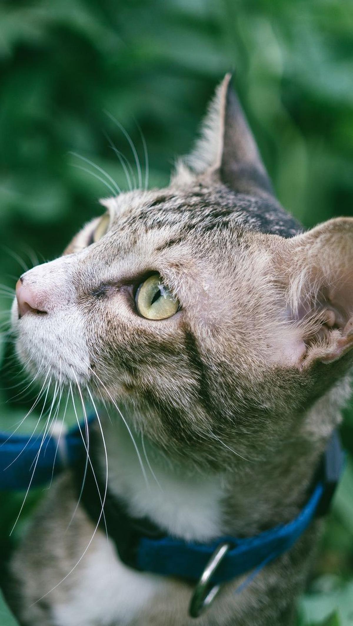Nama Kucing Lucu Lainnya<br>
