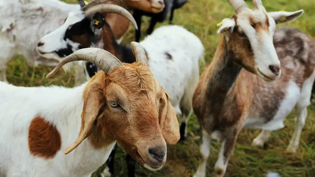 Ilustrasi Kambing di Belakang Rumah